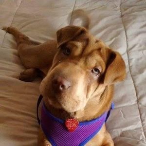 Meet your Posher, Debbie